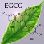 EGCG leaf